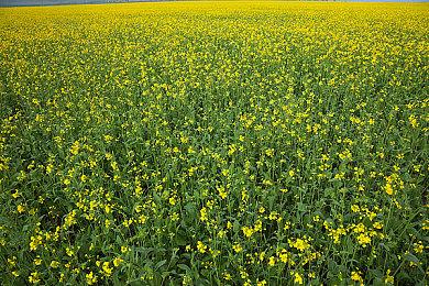 陶德：B社没有计划移植或重制初代《辐射》游戏